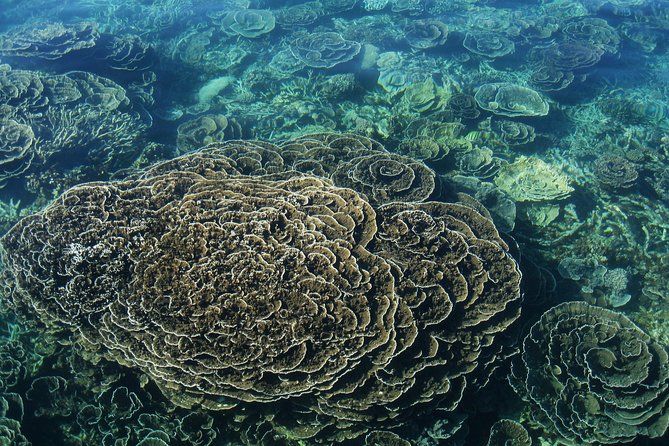 Coral Bay 2-Hour Coral Viewing and Snorkeling - From Peoples Shopping Village to the beach