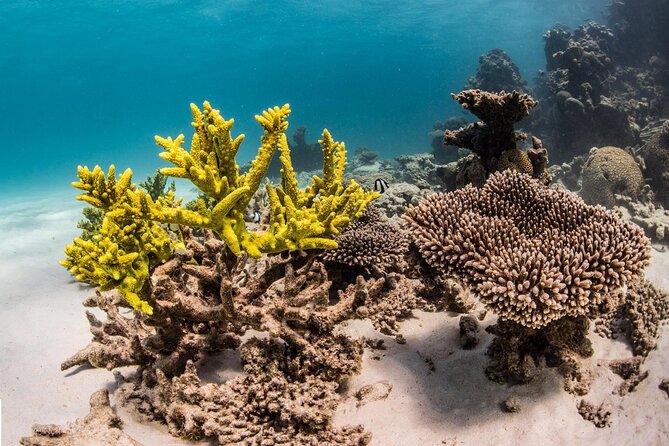 Coral Bay 2-Hour Coral Viewing and Snorkeling - Who will enjoy this Coral Bay outing?