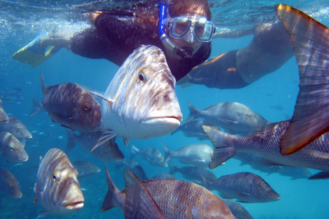 Coral Bay: 2-Hour Coral Viewing and Snorkeling - Two snorkel sites, two different chances to see the reef
