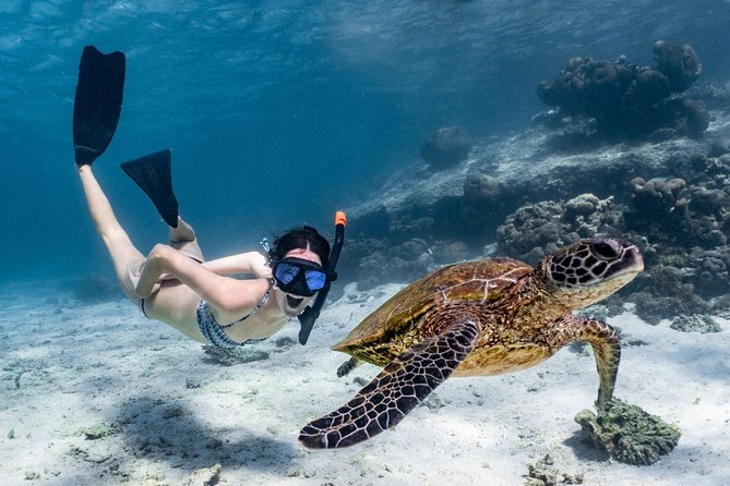 Coral Bay 3-Hour Turtle Ecotour - Key points to know before you book