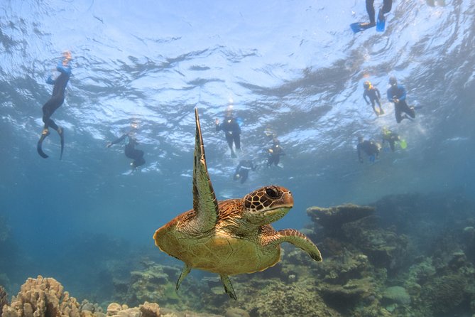 Coral Bay 3-Hour Turtle Ecotour - Watching turtles from Nhanya-Ku