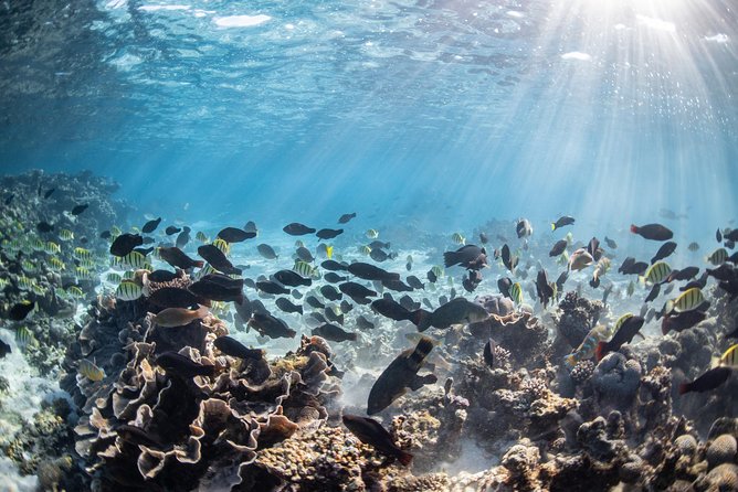 Coral Bay 3-Hour Turtle Ecotour - How the crew shapes the experience