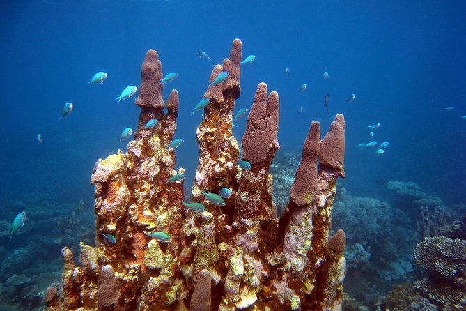 Coral Bay 3-Hour Turtle Ecotour - A three-hour search through Coral Bay waters