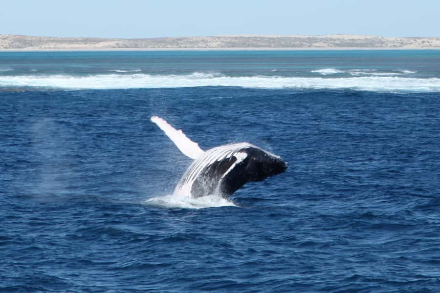Coral Bay: 3-Hour Whale Watching Experience - Key points to know before booking