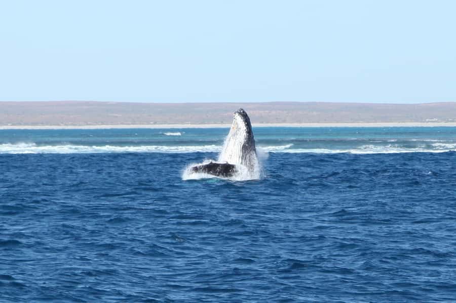 Coral Bay: 3-Hour Whale Watching Experience - Setting out from Coral Bay for Ningaloo Reef