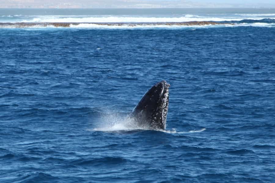 Coral Bay: 3-Hour Whale Watching Experience - Why the Ningaloo setting adds value