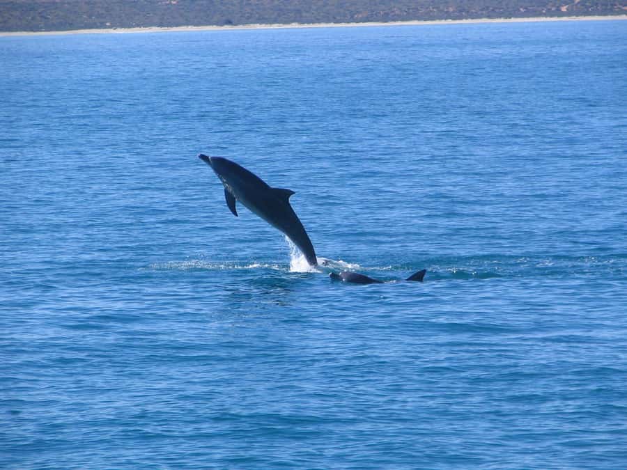 Coral Bay: 3-Hour Whale Watching Experience - Food, Champagne and the BYO option