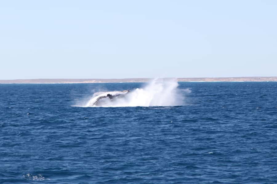 Coral Bay: 3-Hour Whale Watching Experience - Finding humpbacks in Batemans Bay