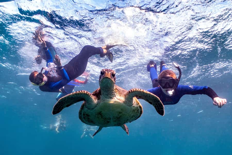 Coral Bay: Marine Eco Safari - Swim With Manta Rays - Key points at a glance
