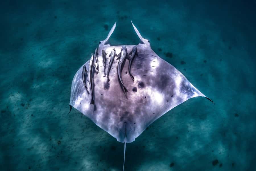 Coral Bay: Marine Eco Safari - Swim With Manta Rays - Why the manta ray search begins at Ningaloo Reef