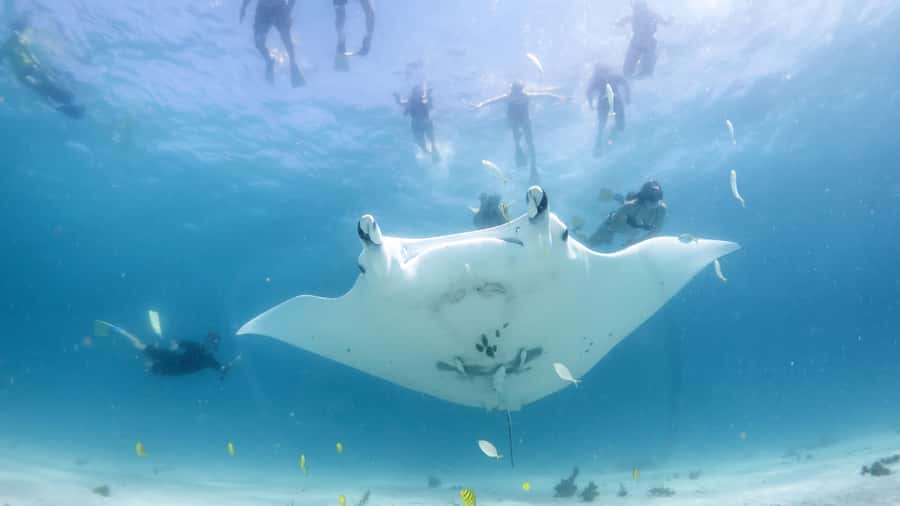 Coral Bay: Marine Eco Safari - Swim With Manta Rays - From Robinson Street to the Kurni-Ku
