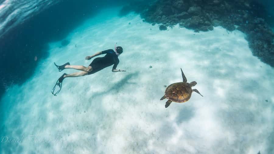 Coral Bay: Ningaloo Reef 3-Hour Turtle Ecotour - Key things to know before booking