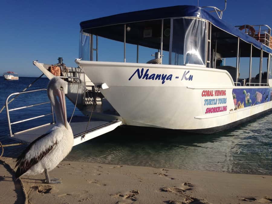 Coral Bay: Ningaloo Reef 3-Hour Turtle Ecotour - A short boat trip with several ways to see the reef