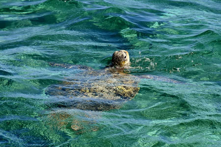 Coral Bay: Ningaloo Reef 3-Hour Turtle Ecotour - Watching Green Sea Turtles through the glass