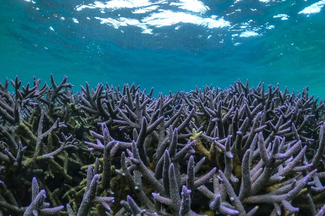 Coral By Kayak - Ningaloo Reef Half Day Kayak & Snorkel Tour - Why this Ningaloo trip works so well