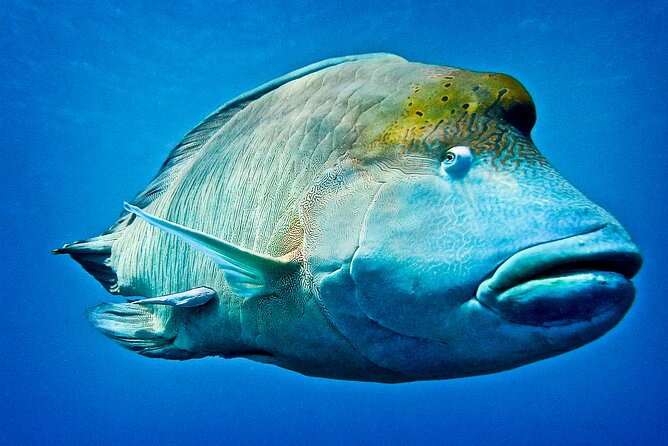 Coral Sea Dreaming Overnight Dive, Snorkel and Sail - What the $472.66 price buys you