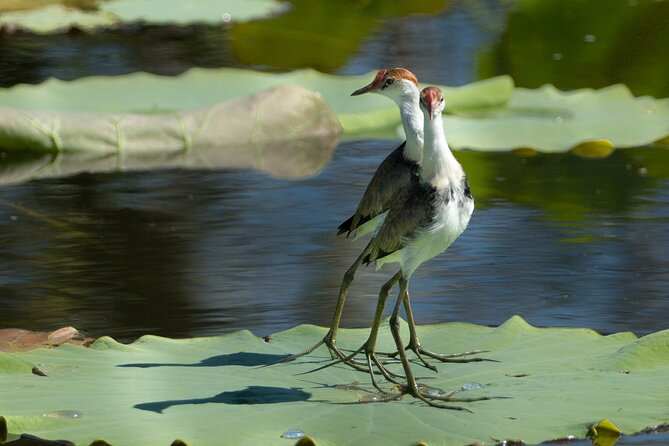 Corroboree Billabong 2.5 hour Lunch Cruise - The 12:45 pm departure and the drive from Darwin