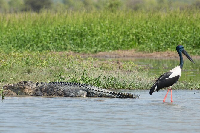 Corroboree Billabong 2.5 hour Lunch Cruise - Crocodiles in their natural setting
