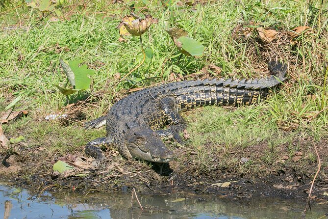 Corroboree Billabong 2.5 hour Lunch Cruise - What the 2.5 hour duration really gives you