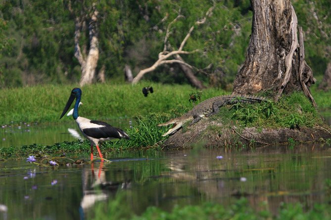 Corroboree Billabong Wetland Cruises - 1.5 hour Morning cruise - A Crocodile Cruise Through Corroboree Billabong