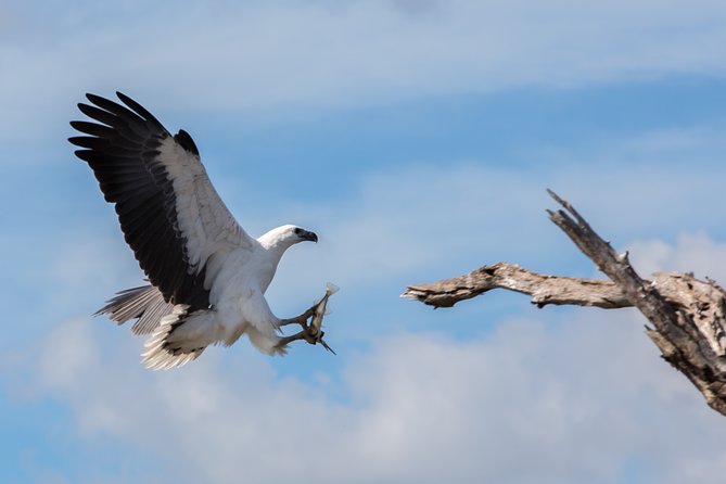 Corroboree Billabong Wetland Cruises - 1.5 hour Morning cruise - What the 10 a.m. Departure Gives You