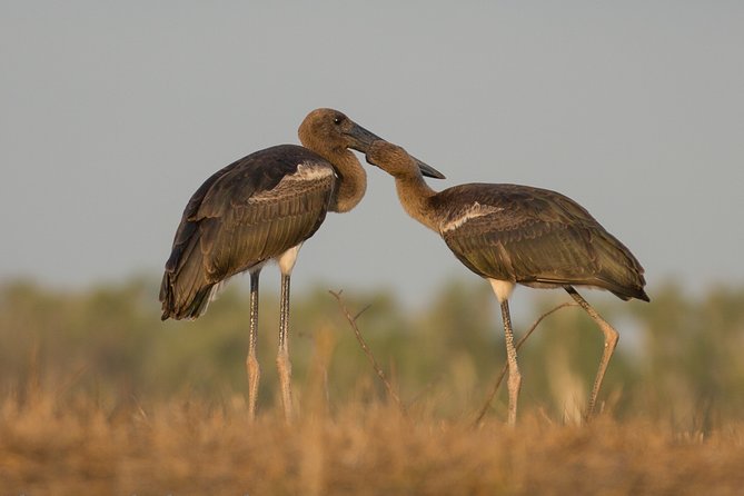 Corroboree Billabong Wetland Cruises - 1.5 hour Morning cruise - The Guides Shape the Experience