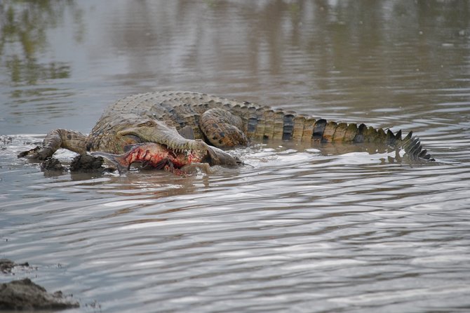Corroboree Billabong Wetland Cruises - 1.5 hour Morning cruise - A Strong Choice for Families and Mixed Interests