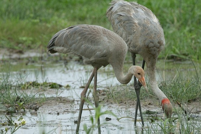 Corroboree Billabong Wetland Cruises - 1.5 hour Morning cruise - Planning Around Weather and Cancellation Rules