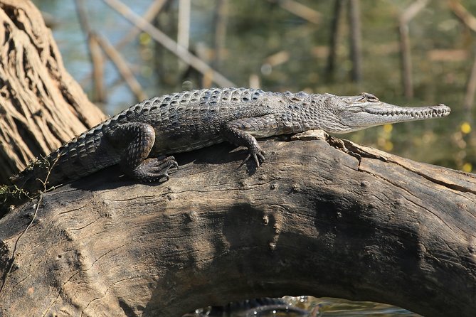 Corroboree Billabong Wetland Cruises - 1.5 hour Morning cruise - Who Should Book the Corroboree Cruise?
