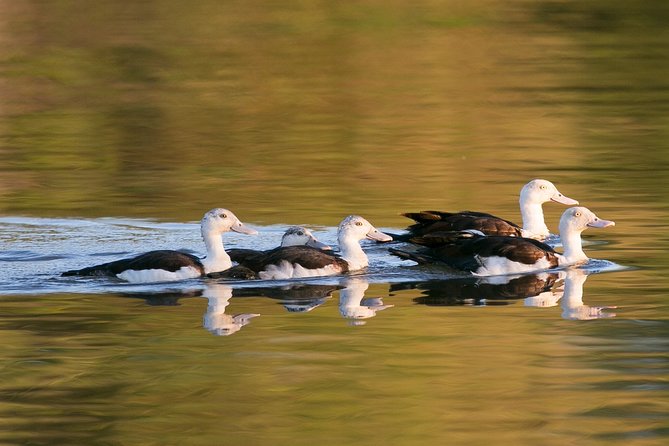 Corroboree Billabong Wetland Cruises - 1.5 hour Morning cruise - Reading the Wetland From an Open-Air Boat