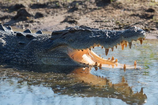 Corroboree Billabong Wetland Cruises - 2 hour Sunset Cruise - What the $71.01 price includes
