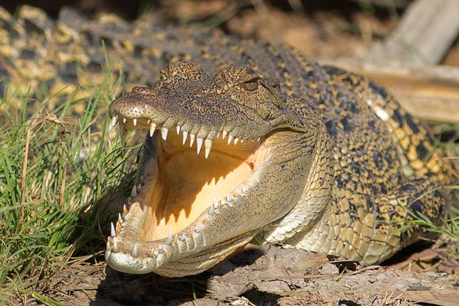 Corroboree Billabong Wetland Cruises - 2 hour Sunset Cruise - Who will enjoy this cruise most