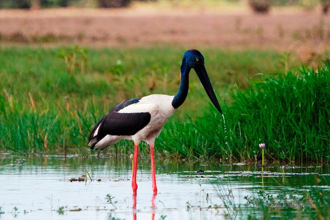 Corroboree Billabong Wetland Cruises - 2 hour Sunset Cruise - What the two-hour cruise is like