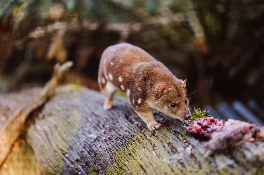Cradle Mountain: After Dark Tasmanian Devil Feeding Tour - Key points to know before you go