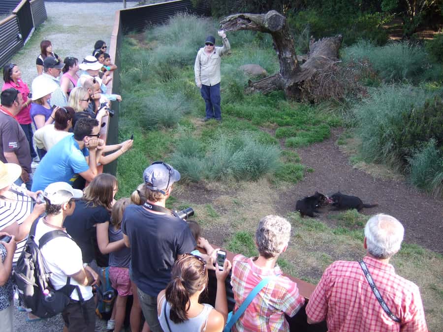 Cradle Mountain: After Dark Tasmanian Devil Feeding Tour - The opening talk introduces three unusual species