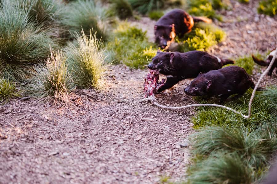 Cradle Mountain: After Dark Tasmanian Devil Feeding Tour - Feeding time shows the devil’s real character