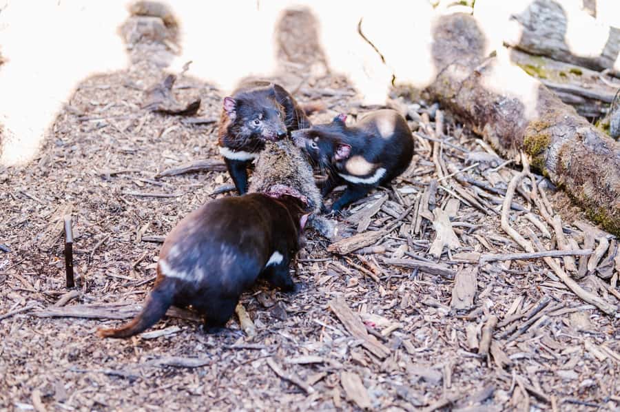 Cradle Mountain: After Dark Tasmanian Devil Feeding Tour - Quolls add variety to the evening