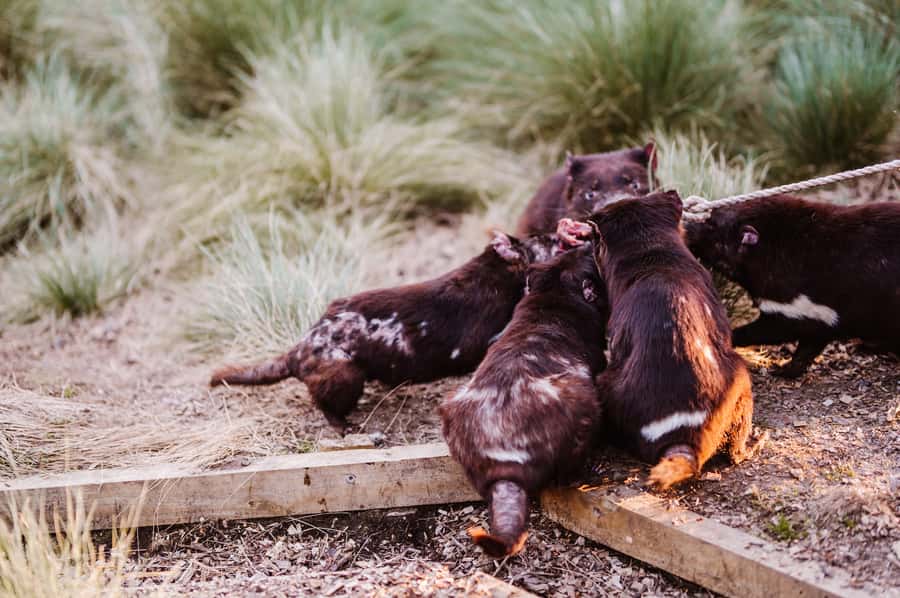 Cradle Mountain: After Dark Tasmanian Devil Feeding Tour - The conservation message gives the tour weight