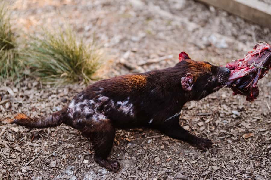 Cradle Mountain: After Dark Tasmanian Devil Feeding Tour - Weather can decide how much you enjoy it