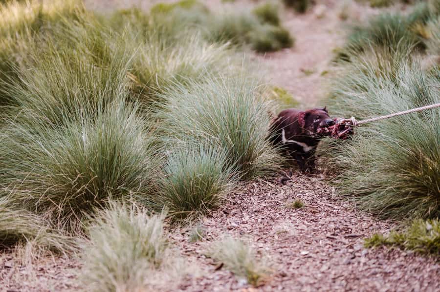 Cradle Mountain: After Dark Tasmanian Devil Feeding Tour - Use the included entry before darkness falls