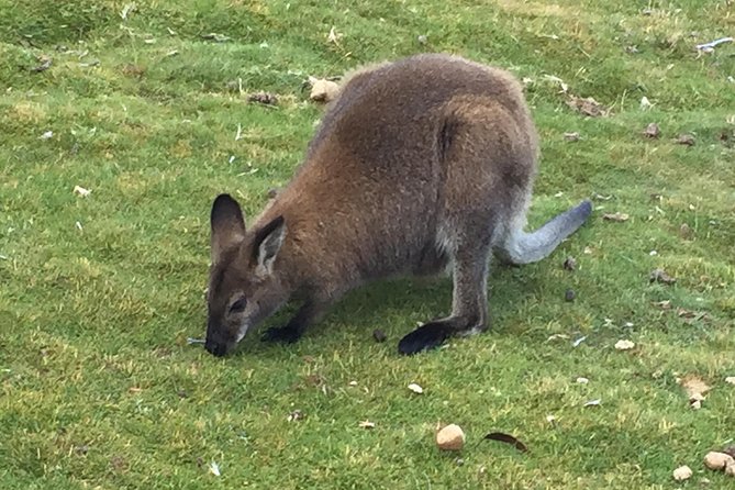 Cradle Mountain Day Tour from Launceston Including Lunch - Key points at a glance