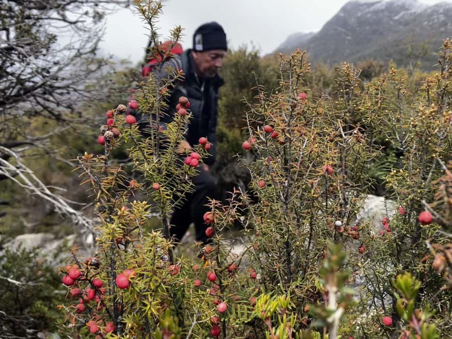 Cradle Mountain: Day Trip from Launceston with Lunch - The return stop in Sheffield