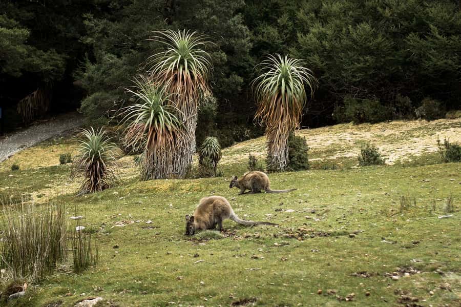 Cradle Mountain National Park by Coach from Launceston - Cethana Dam marks the change in scenery