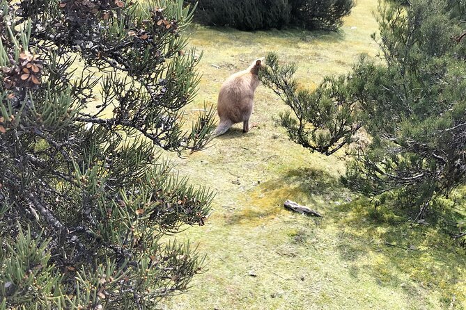 Cradle Mountain Sightseeing Tour from Devonport or Burnie - The road from Devonport, Ulverstone, or Burnie
