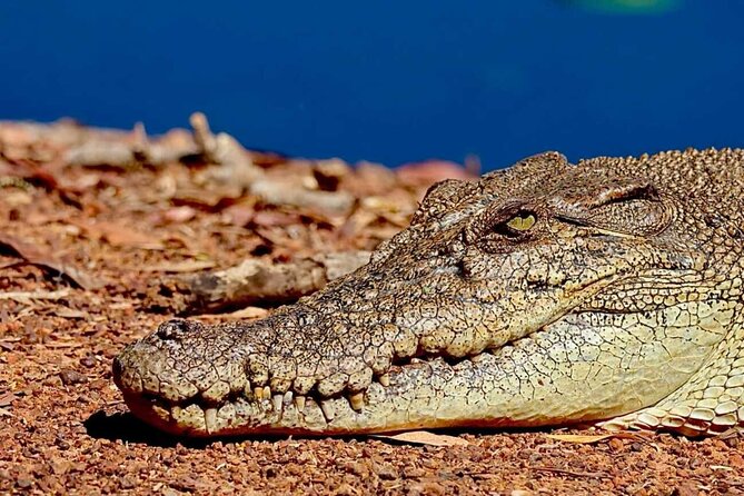 Crocodile Jumping Boat Cruise with Transfer from Darwin - Humpty Doo Tavern: A Short Top End Pause