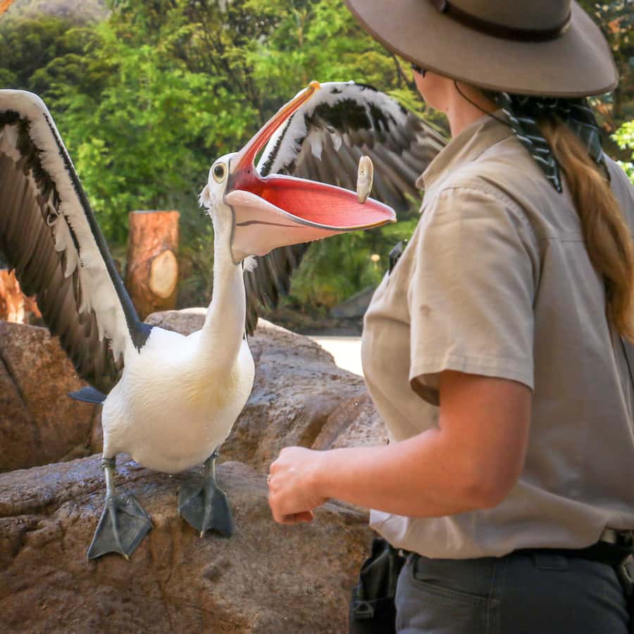 Currumbin Wildlife Sanctuary Entry Ticket - Key points for planning your Currumbin day