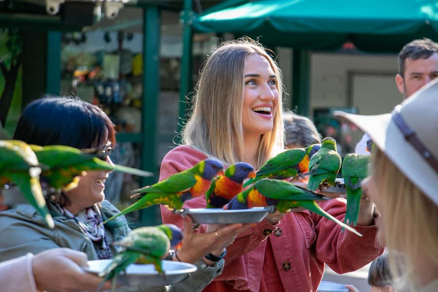 Currumbin Wildlife Sanctuary Entry Ticket - See the Wild Skies birds in motion