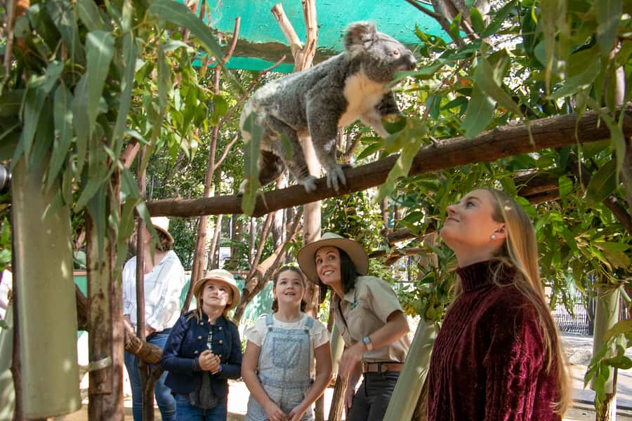 Currumbin Wildlife Sanctuary Entry Ticket - The miniature train earns its place