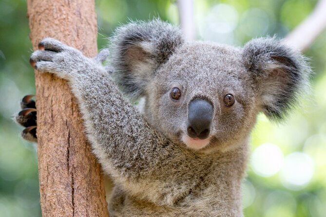 Currumbin Wildlife Sanctuary General Entry Ticket - A big Australian animal day in Currumbin