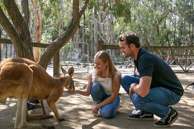 Currumbin Wildlife Sanctuary General Entry Ticket - Bird shows, reptiles, and Aboriginal performance
